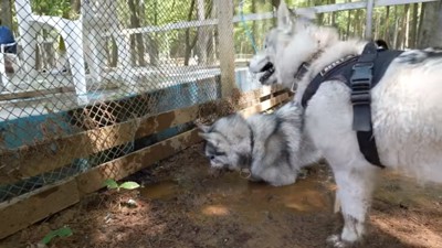 泥んこのハスキーさんたち