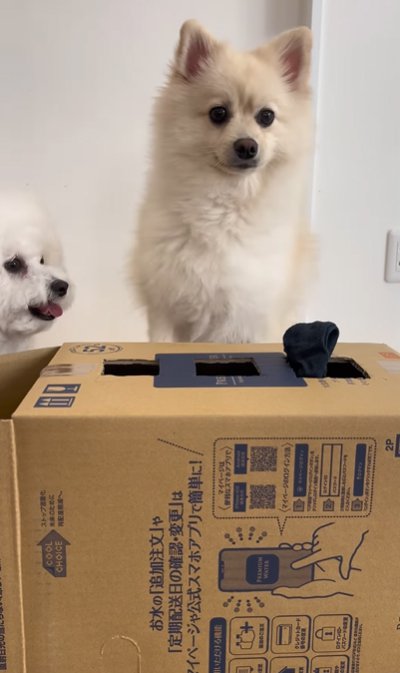 靴下に戸惑う犬