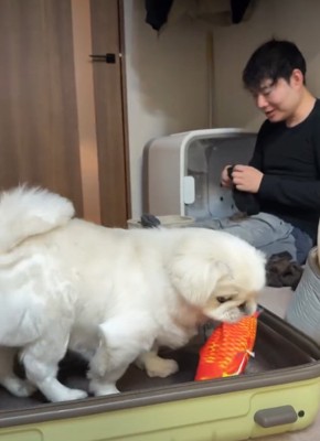 おもちゃを入れる犬