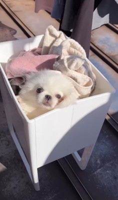 洗濯物の中に紛れる小型犬