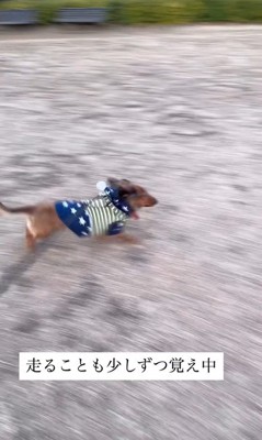 ラホちゃんとの出会いと現在9