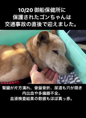 交通事故に遭った老犬を保護