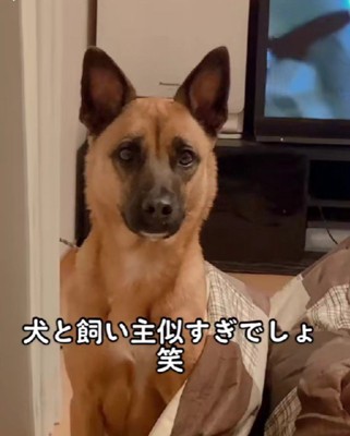 凛々しい顔のMOAちゃん