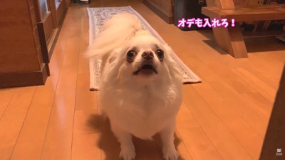 一緒に入りたいようです♡