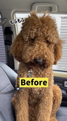 車の中でカメラを見つめる犬