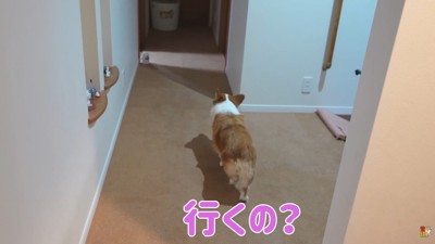 廊下を行ったり来たり