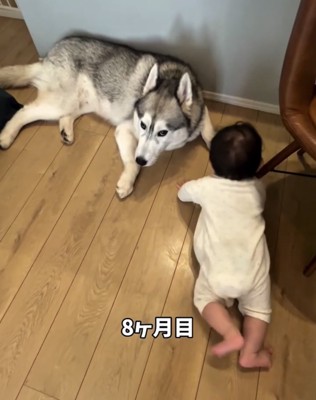 床に伏せた犬へはいはいで近づく赤ちゃん