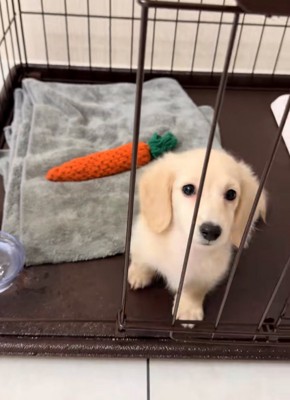 ケージに入る子犬