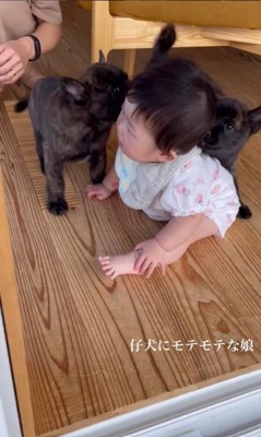 官兵衛くんの子犬たちと赤ちゃん8