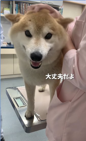 診察台の上で撫でられて笑顔の柴犬