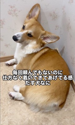 トイレについて来たこまよちゃん5