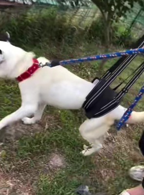 10年以上繋がれっぱなしだった…