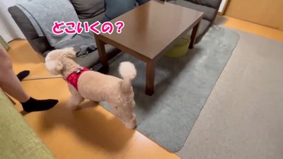 「どこ行くの?お散歩は?」