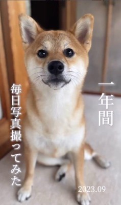 クルミちゃんの1年間の写真2