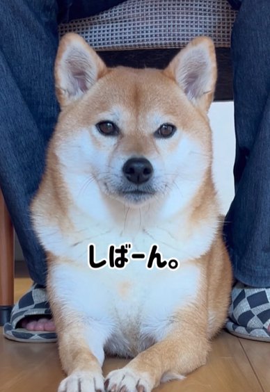 床に伏せてカメラ目線の柴犬