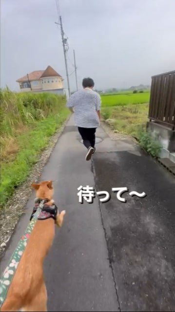 お兄ちゃんを追いかける犬