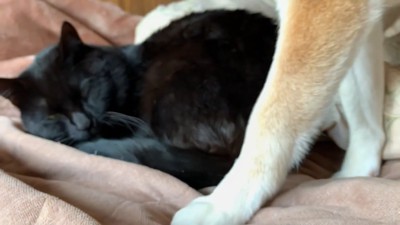 ももちゃんが動きました!
