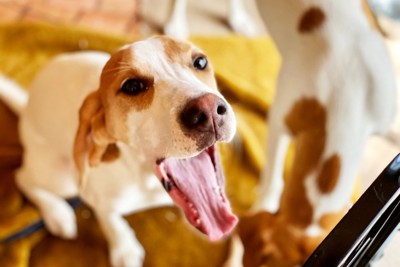 犬が吠えている