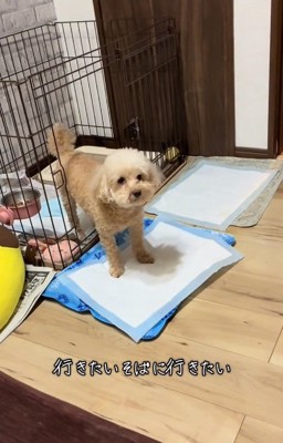 そばにいきたいモカちゃん