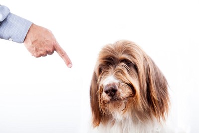 指を差して犬を叱る