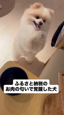 立ち上がり両前足を合わせて、「お願いポーズ」をする犬