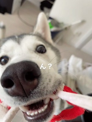 おもちゃで遊ぶきなこちゃん