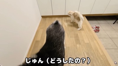 じゅんちゃんが登場!