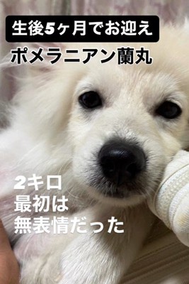 感情を出さないタイプ