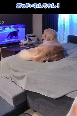 テレビを見る犬