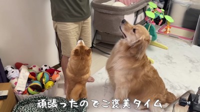 2匹ともお疲れ様です！