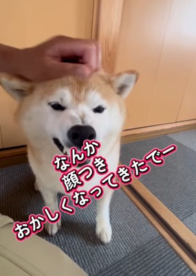 顔つきが豹変する柴犬