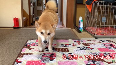 様子をうかがいながら、飼い主さんのそばへ