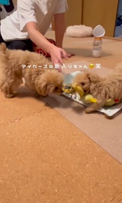 ぷぅちゃんとうみちゃんの初対面9