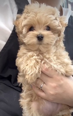 人間大好きな米ちゃん