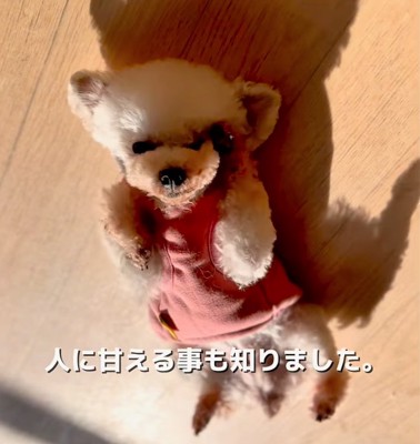 ベッドの近くにいる2匹の柴犬