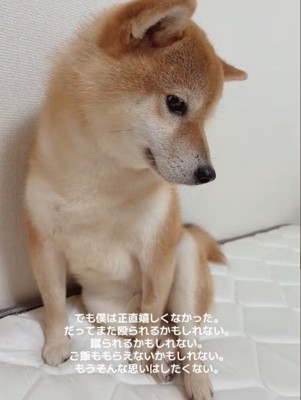 隅で怯える柴犬