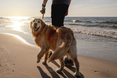 海を散歩する犬