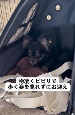 ビビリのちまきちゃん