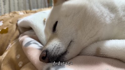 やっぱりお兄ちゃんが好き