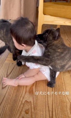 官兵衛くんの子犬たちと赤ちゃん6