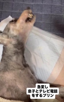 「わん」と鳴いた!