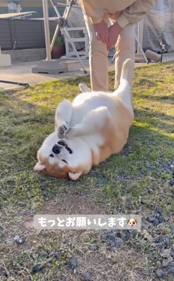 おねだりする柴雄くん