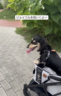 カートに乗る犬6