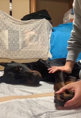 タイソンくんが回復するまで3