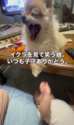 イクラちゃんと赤ちゃん4