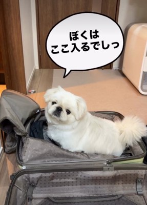 スーツケースに入る犬1