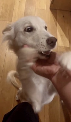 照れ屋な小学生…