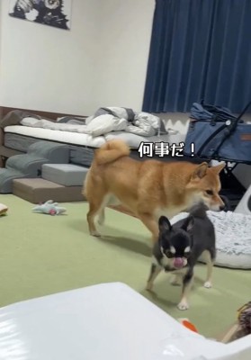 助けに行く2匹