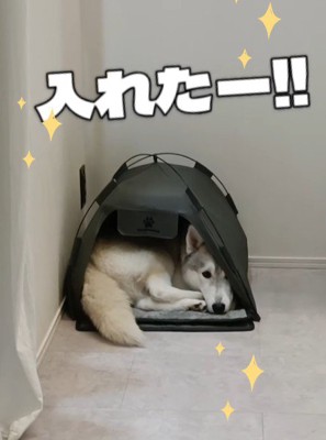 ミニテントなのに入れた！！