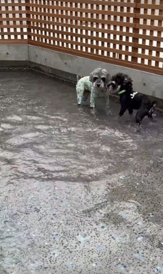 初めてプールに入ったそらまめ君9